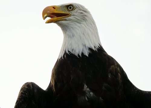 bald eagle  eagle  bird