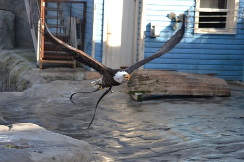 bald eagle  show  animal show