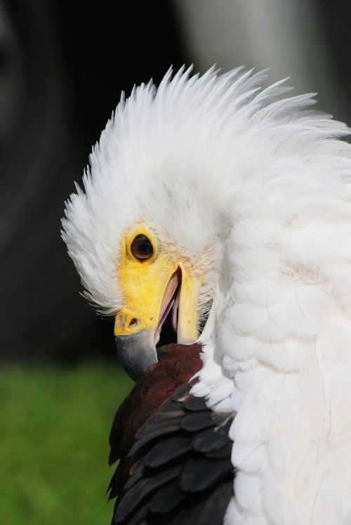 bald eagle preening beak
