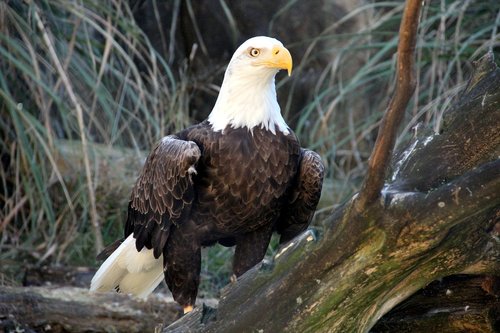 bald eagle  raptor  eagle