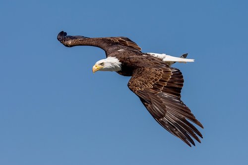 bald eagle  adler  landskron