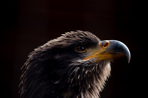bald eagle  bird  animal