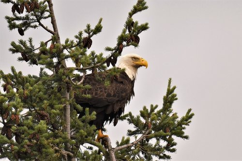 bald eagle  bird  animal