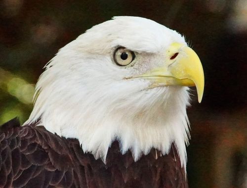 bald eagle eagle nature