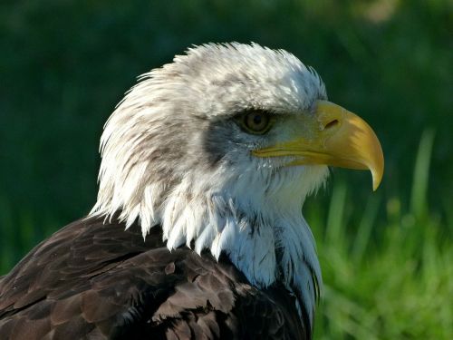 bald-eagle bird of prey portrait