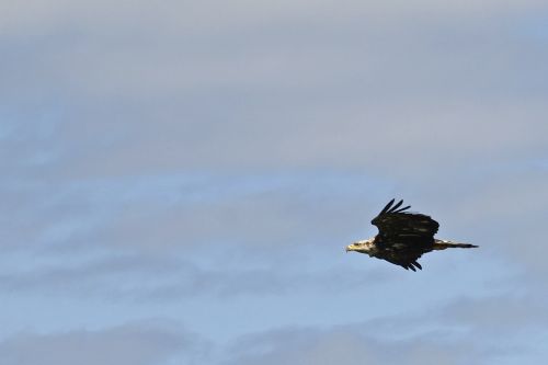 bald eagle bird flying