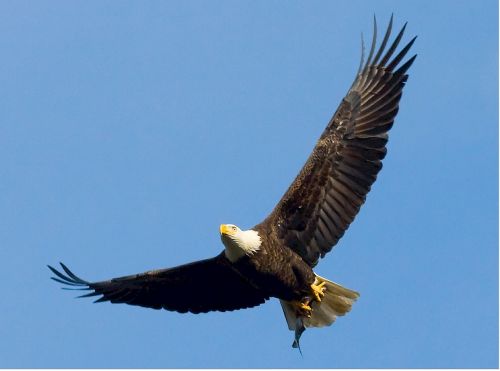 bald eagle soaring raptor