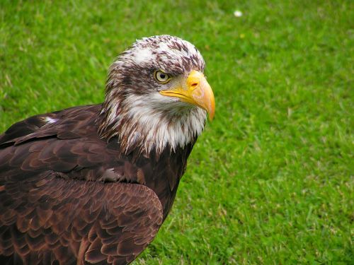 bald eagle head mláďě