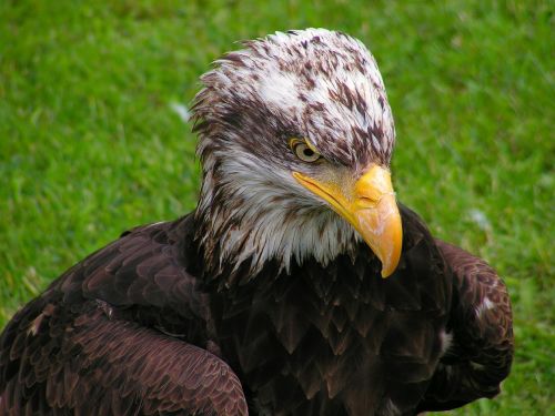 bald eagle head mláďě