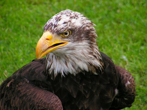 bald eagle head cub
