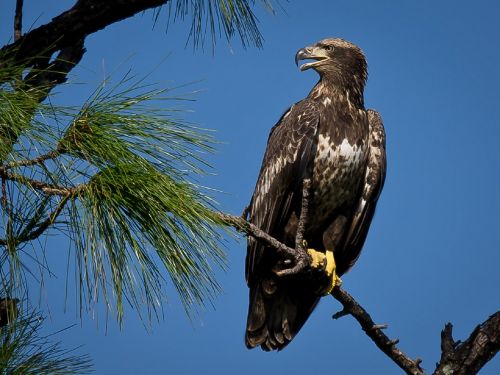 bald eagle bird juvenile