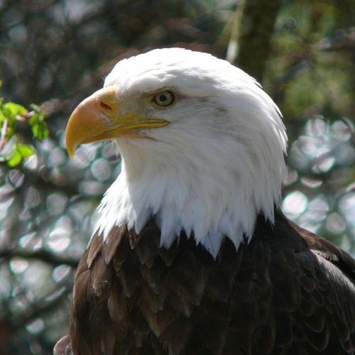 bald eagle bird adult