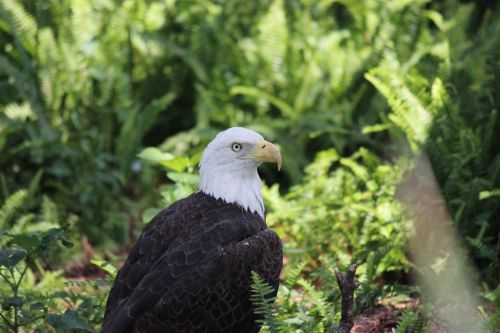 bald eagle raptor eagle