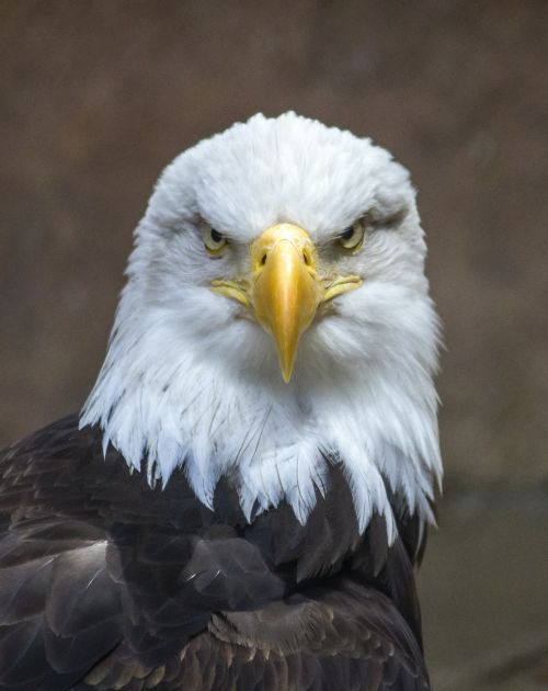 bald eagle eagle bird
