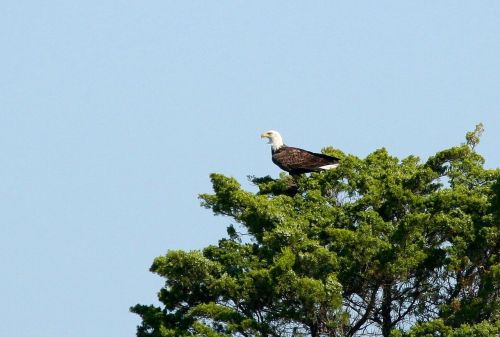 bald eagle bird of prey perch