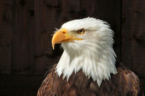 bald eagle portrait raptor