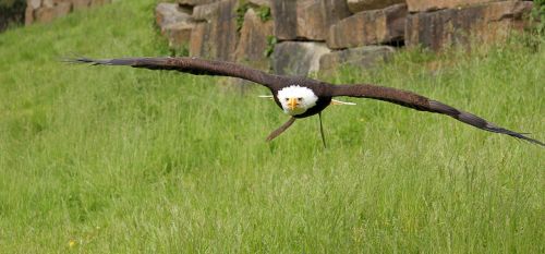 bald eagle falconry bird of prey
