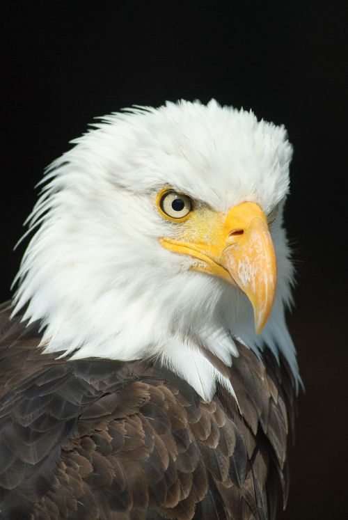 bald eagle adler bird of prey
