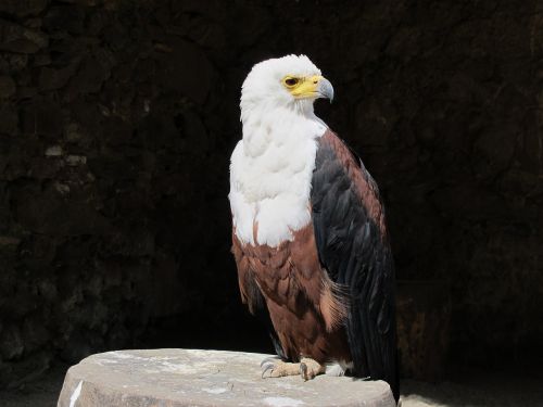 bald eagle american eagle eagle