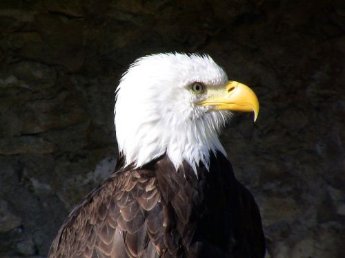 bald eagle bird majestic
