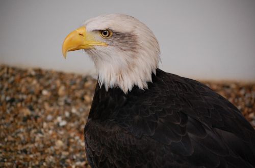 bald eagle bird eagle