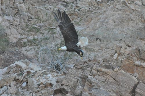 bald eagle bird raptor