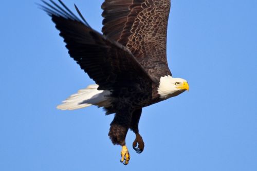 bald eagle flying bird