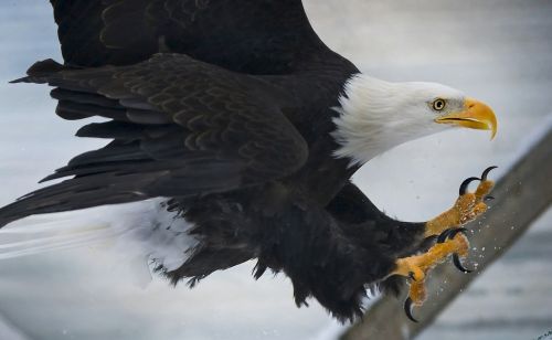 bald eagle flying bird