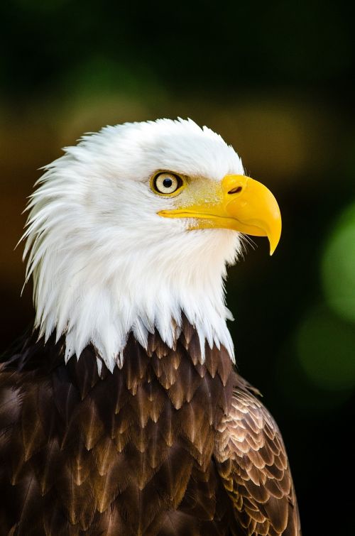 bald eagle eagle bald