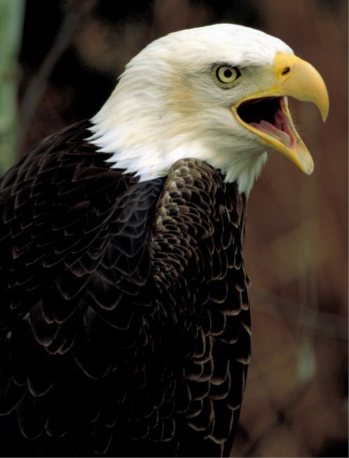 Bald Eagle Portrait