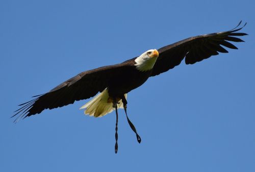 bald eagles wildpark poing fly