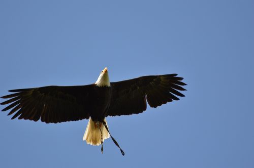 bald eagles wildpark poing fly