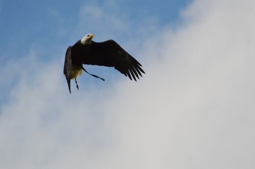 bald eagles wildpark poing fly