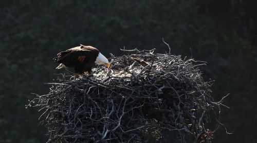 bald eagles nest birds
