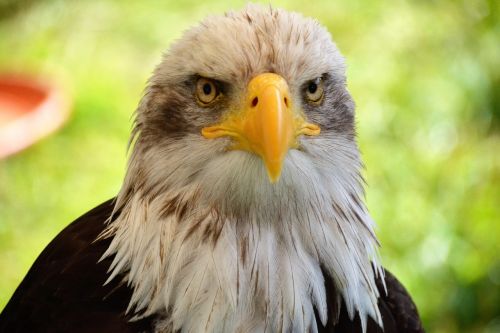 bald eagles adler portrait