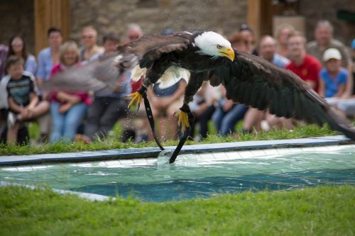 bald eagles adler raptor