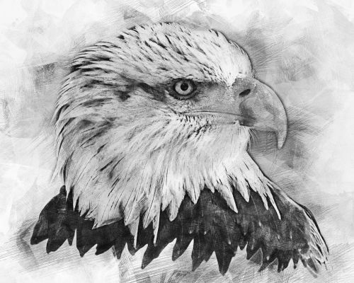 bald eagles bald eagle bird of prey