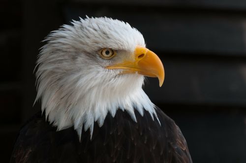 bald eagles bald eagle bird of prey
