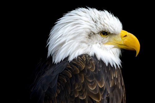 bald eagles  bald eagle  adler