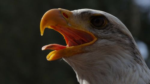 bald eagles usa raptor