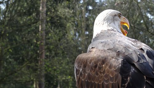 bald eagles usa raptor