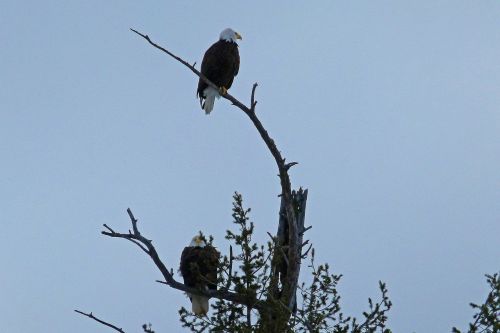 bald eagles tree landed