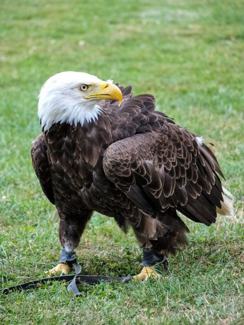 bald eagles adler bird of prey