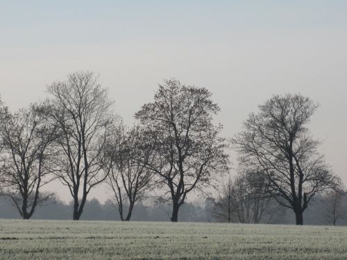 bald trees winter trees without leaves