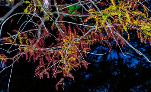 baldcypress  mirroring  water reflection