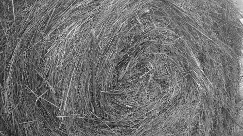 bale of hay field summer