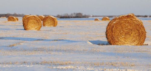 bales field straw bales