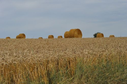 bales straw field