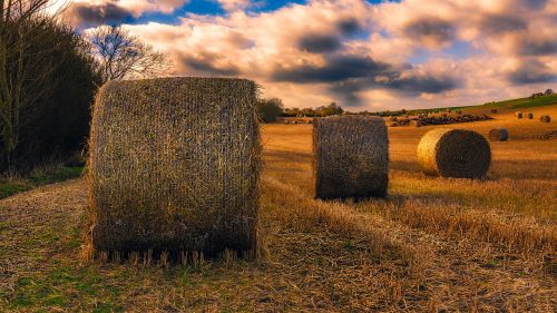 bales hay field