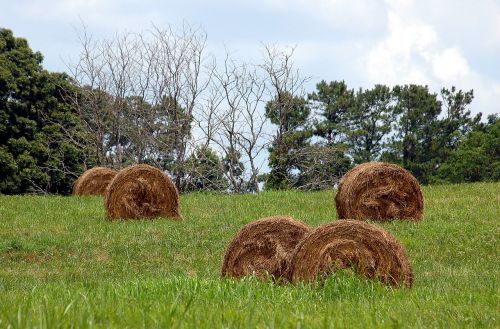 bales of hay rural agriculture